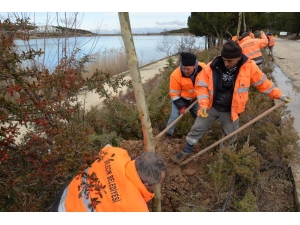 Bilecik’te Yüzlerce Ağaç Ve Bitki Toprakla Buluştu
