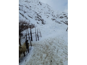 Hakkari’de İnen Çığ Ahırı Teğet Geçti