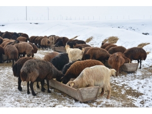 Kış Mesaisindeki Besicilerin Yardımcıları: Eşek Arabaları