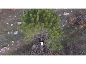 Budanan Ağaçlar Üretimi Arttıracak