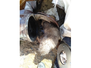 Kafası Sobaya Sıkışan Köpek Kurtarıldı