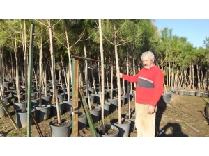 Emekli Banka Müdürü En Büyük Fıstıkçamı Üreticisi Oldu