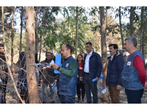 Akduman, Okaliptüs Sahalarını İnceledi
