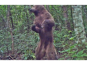 Küre Dağları’nın Yaban Hayatı Fotokapanlarla Görüntüleniyor