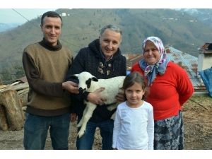 Besicinin İkiz Ve Üçüz Kuzu Sevinci