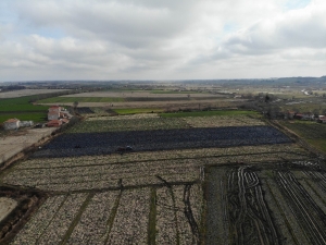 Mor Lahana Üreticinin Elinde Kaldı