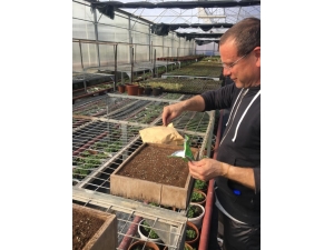 Gölbaşı Belediyesi Kendi Çiçeğini Üretiyor