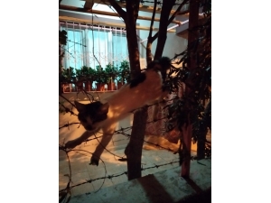 Kedi Kalp Masajıyla Hayata Tutundu