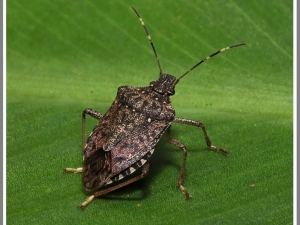 "Kahverengi Kokarca" Böceği Özellikle Fındık Bahçelerini Tehdit Etmeye Devam Ediyor