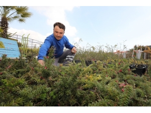 Su Kaynaklarını Korumak İçin Çalı Üretimi