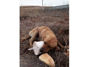 Yaralı Köpeğe Belediye Sahip Çıktı