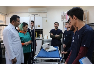 Siirt’te Yaralı Hayvanlar Sevgiyle Tedavi Ediliyor