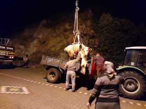 Uçurumda Ağaca Asılı Kalan İnek Kurtarıldı