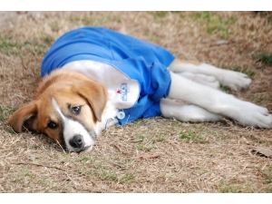 Sevimli Köpek Fındık’a Nazar Değdi