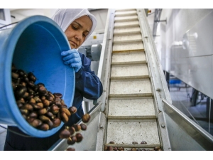 Günlük 1 Ton 200 Kilogram Üretim Gerçekleştiriliyor