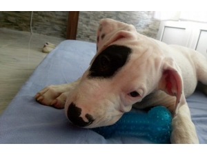 Köpeğini Bulana 5 Bin Lira Ödül Verecek