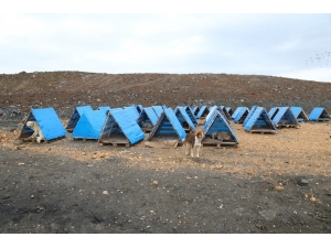 Ordu’da Sokak Hayvanları Koruma Altına Alınacak