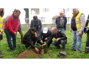 Aydınlı Çiftçilere 2 Bin 700 İncir Fidanı