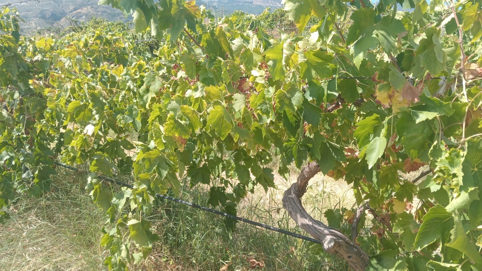 emek-hirsizlari-bagdan-2-ton-uzum-caldi
