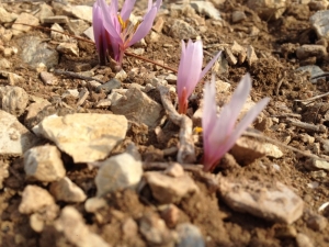 Oltu’da Kar Çiçekleri Açtı