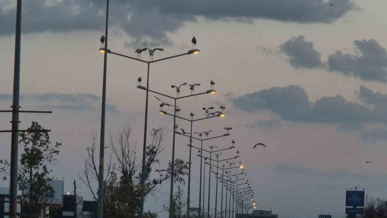 corlu-da-ilginc-manzara-direkler-agaclar-ve-tarlalar-leyleklerle-doldu