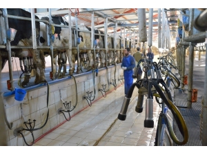 Çiğ Süt Desteklemeleri Başladı