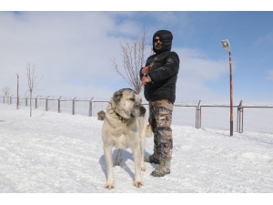 Kangalların Beslenme Tarzı Karakterlerini Etkiliyor