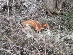 Gercüş’te Uçurumdan Düşen İnek Telef Oldu