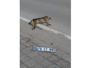 Köpeğe Çarpan Sürücü Plakasını Düşürüp Kaçtı