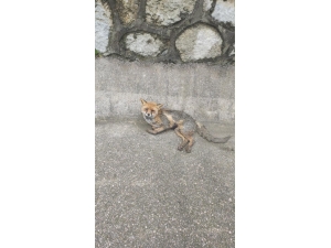 Yol Kenarındaki Yaralı Tilki Yetkililere Teslim Edildi