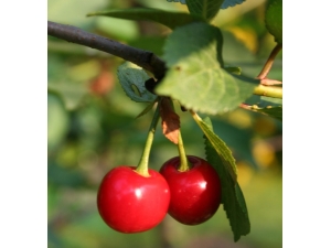 Kiraz Üreticisine Sigorta Uyarısı