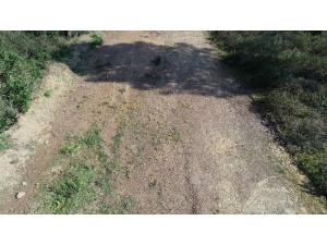 Baharın Müjdeleyicisi "İstanbulensis Çiçeği" Açtı