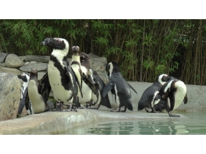 Hayvanat Bahçesinde Penguenlere Çipli Takip