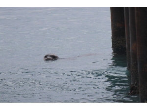 Hareketsiz Kalan Akdeniz Foku İçin Adeta Alarm Verildi