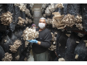 Mersin’de ’İstiridye Mantarı Projesi’