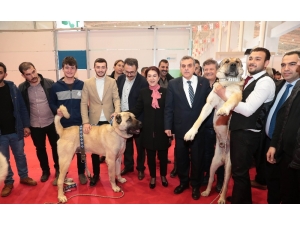 Gıda Tarım Ve Havancılık Fuarına Yoğun İlgi