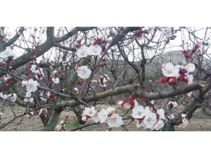 Mersin’de Kayısı Ağaçları Çiçek Açtı