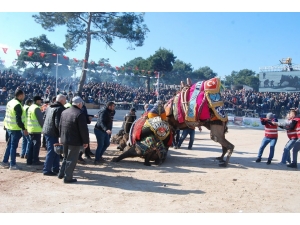 Bayramiç Böyle Deve Güreşi Görmedi