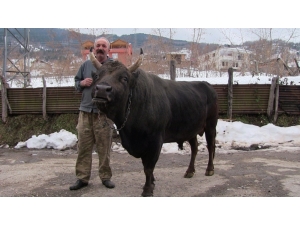 Şampiyon Boğa Otomobil Fiyatına Satıldı