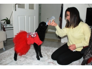 Genç Kadın, Annesi Tarafından Reddedilen Kuzuya Annelik Yapıyor