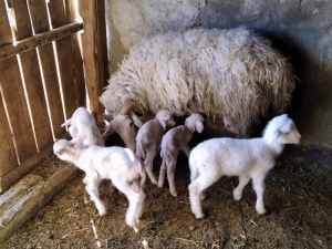 Koyunu Beşiz, İneği İkiz Doğurdu
