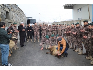 Hakkari Özel Harekat Polislerine Dualar Eşliğinde Çığ Eğitimi
