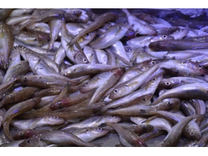 Karadeniz’de Mezgit Avı Arttı