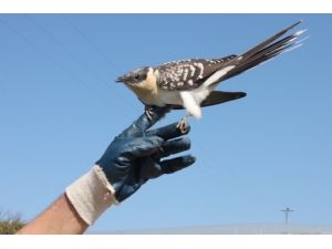 Tepeli Guguk Kuşu Cama Çarpıp Yaralandı