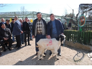 Rüyapark’taki İhtiyaç Fazlası Hayvanlar Satıldı