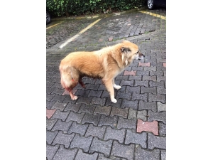 Sarıyer’de Vicdansız Sürücünün Köpeğe Çarpıp Kaçtığı Anlar Kamerada