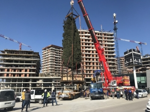 55 Yıllık Selvi Ağacı İşte Böyle Taşındı