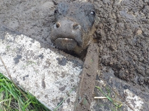 Prina Havuzuna Düşen İnek Kurtarıldı