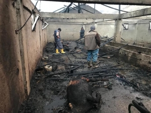 Ordu’da Ahır Yangınında 13 Hayvan Telef Oldu