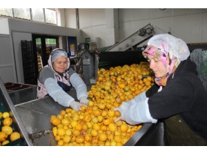 Katkısız Bodrum Mandalina Suyu Dünyaya Açılıyor